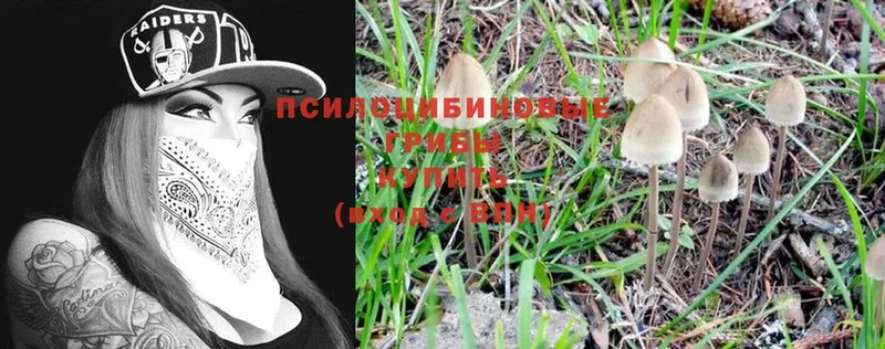 Галлюциногенные грибы Magic Shrooms  цена наркотик  Ногинск 